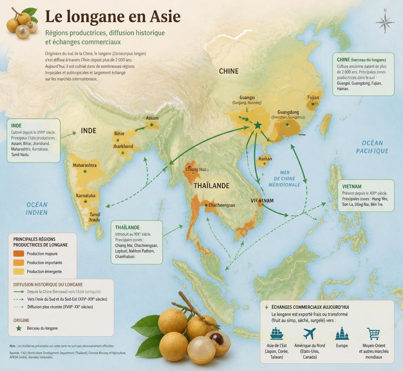découvrez le longane, surnommé l'œil du dragon chinois : son histoire fascinante, ses bienfaits pour la santé et nos conseils pour le déguster frais, séché ou en sirop.